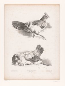 Studio di due galline sdraiate da Jules Joseph Augustin Laurens