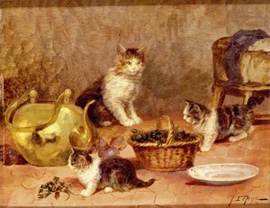 Gattini