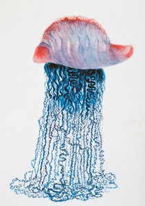 Medusa (Physalis pelagic), Brasile, disegno di Jules Louis Lejeun, dal Voyage autour du monde di Duperrey da Jules Louis Lejeun