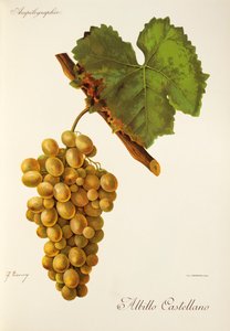 Uva Albillo Castellano