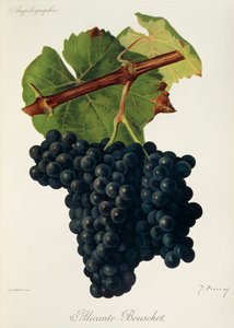 Uva Alicante-Bouschet di J. Troncy da Jules Troncy