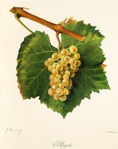 Uva Aligoté