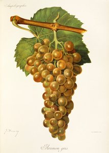 Uva Aramon Gris da Jules Troncy