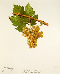 Uva Arbane Blanc da Jules Troncy