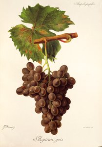 Uva Aspiran Gris di J. Troncy da Jules Troncy