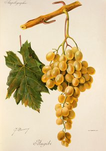 Uva Augibi da Jules Troncy