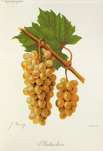 Uva Autuchon da Jules Troncy