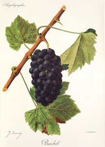 Uva Bachet da Jules Troncy