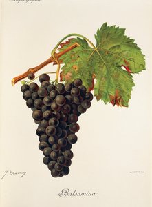 Uva Balsamina da Jules Troncy