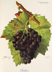 Uva Bellino da Jules Troncy