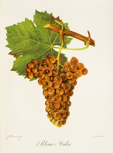 Uva Blanc Auba da Jules Troncy