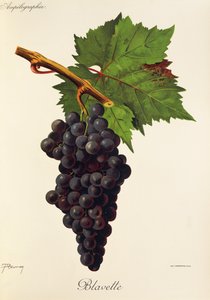 Blavette da Jules Troncy