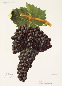 Uva Camaraou da Jules Troncy