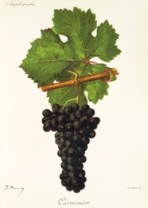Carmenere da Jules Troncy