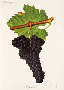 Uva Castets da Jules Troncy