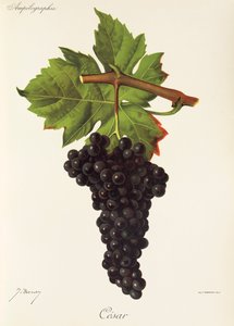 Uva Cesar da Jules Troncy