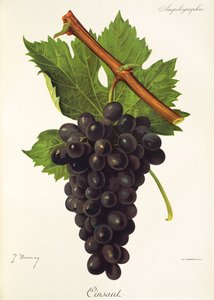 Uva Cinsaut da Jules Troncy