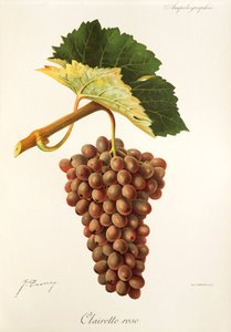 Uva Clairette Rose da Jules Troncy