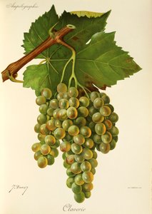 Uva Claverie da Jules Troncy