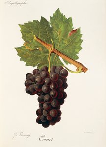 Uva Cornet da Jules Troncy