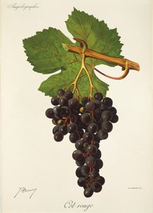Uva Cot Rouge di J. Troncy da Jules Troncy