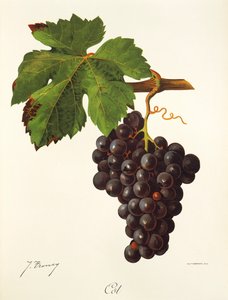 Uva Cot da Jules Troncy