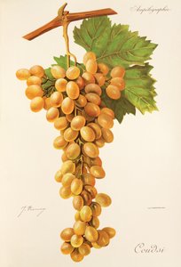 Coudsi da Jules Troncy