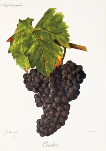 Uva Courbes di J. Troncy da Jules Troncy