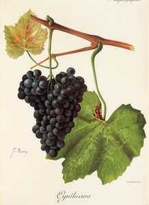 Uva Cynthiana da Jules Troncy