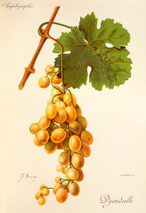 Uva Djendalli da Jules Troncy