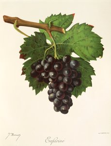 Uva Enfarine