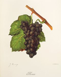 Uva Flona