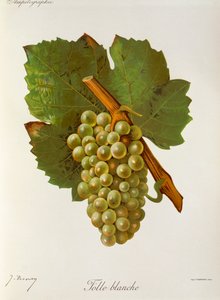Uva Folle Blanche da Jules Troncy