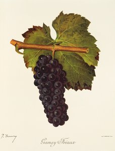 Uva Gamay Freaux da Jules Troncy