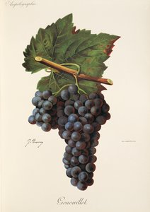 Uva Genouillet da Jules Troncy