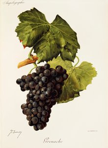 Uva Grenache