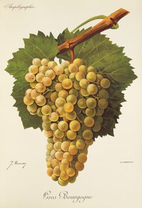 Gros Bourgogne