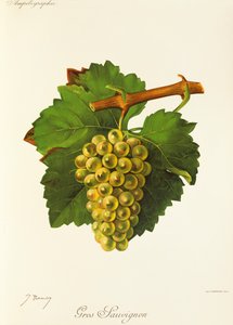 Gros Sauvignon da Jules Troncy