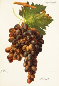 Uva Henab Noir da Jules Troncy