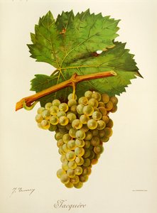 Uva Jacquere da Jules Troncy
