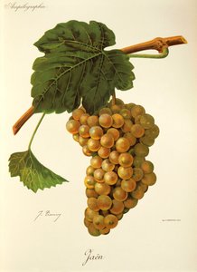 Uva Jaen da Jules Troncy
