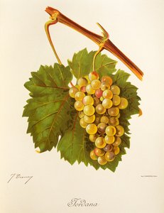 Uva Jordana da Jules Troncy