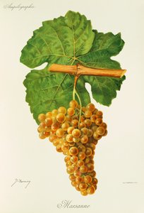 Marsanne