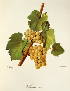Uva Maturana