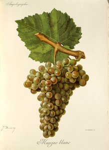 Mauzac Blanc da Jules Troncy