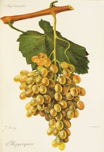 Uva Mayorquin di J. Troncy da Jules Troncy