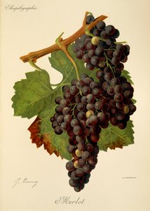 Uva Merlot