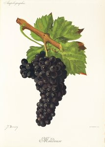 Uva Mondeuse