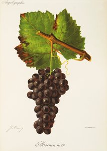 Uva Mornen Noir