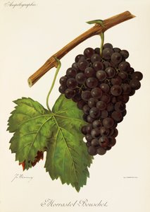 Uva Morrastel-Bouschet da Jules Troncy